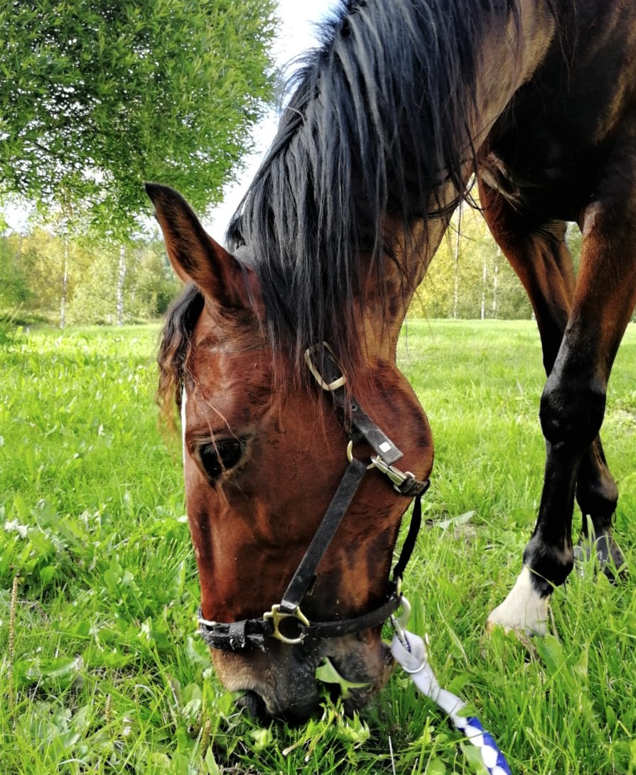 Kuvituskuva hevosesta syömässä ruohoa