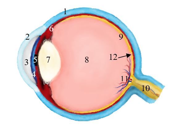 Silmän anatomia kuvana