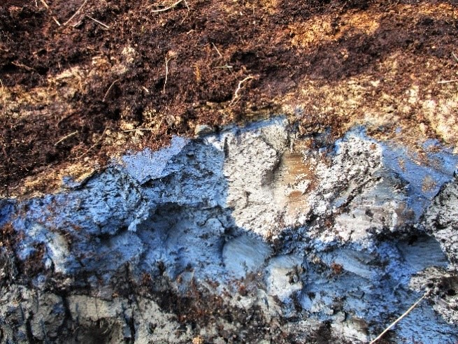 Keskellä näkyvä vaalea alue on sinisen pinnan takaa paljastunutta harmaata hapettumatonta vivianiittipitoista maa-ainesta