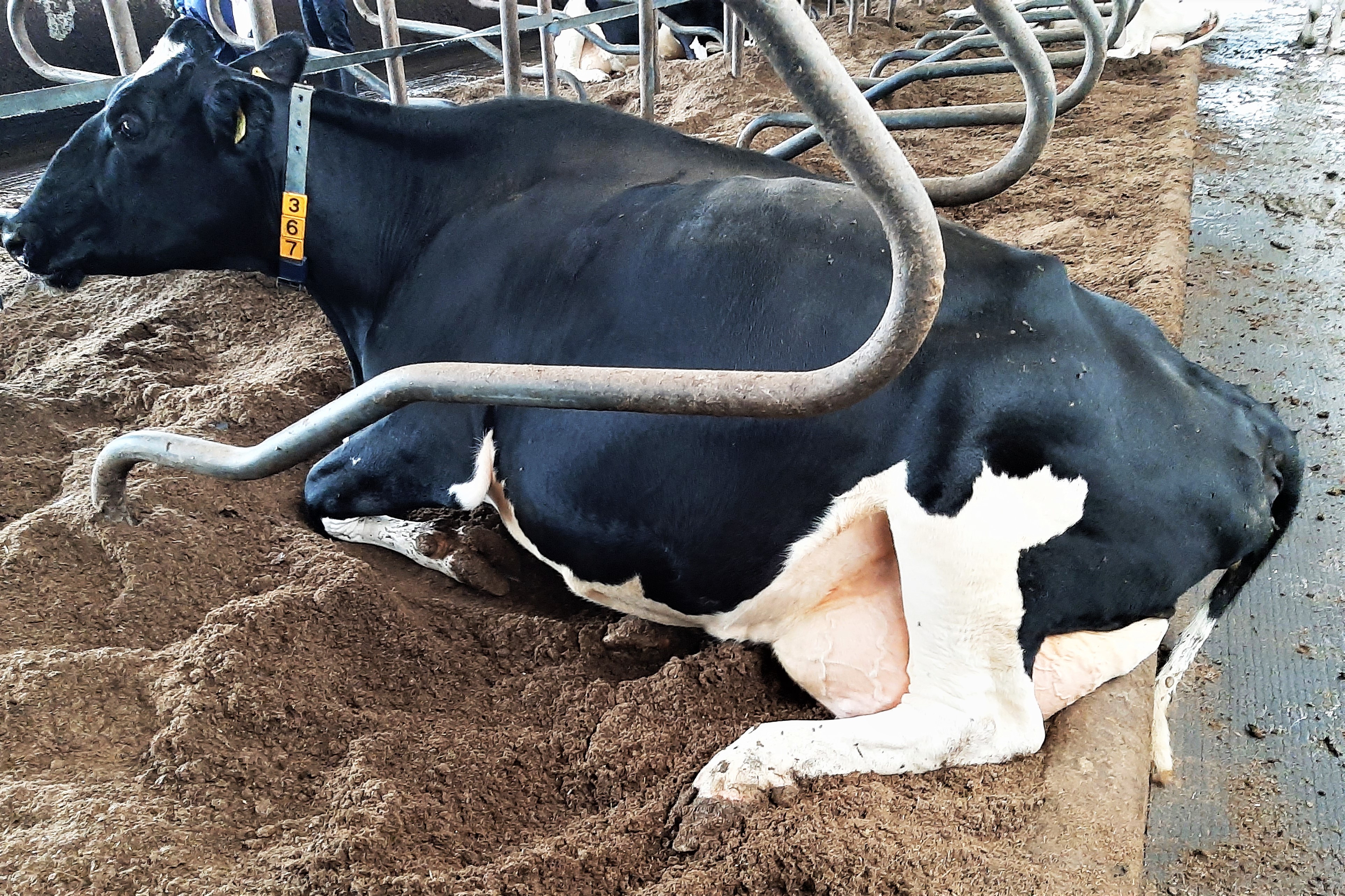 Valokuvassa lehmä makaa kuivajakeen päällä.